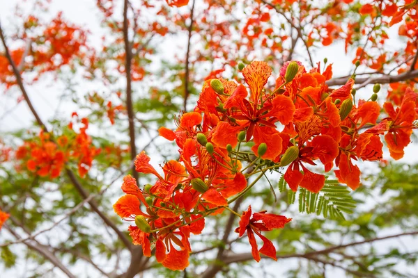 Paví oranžové květiny — Stock fotografie