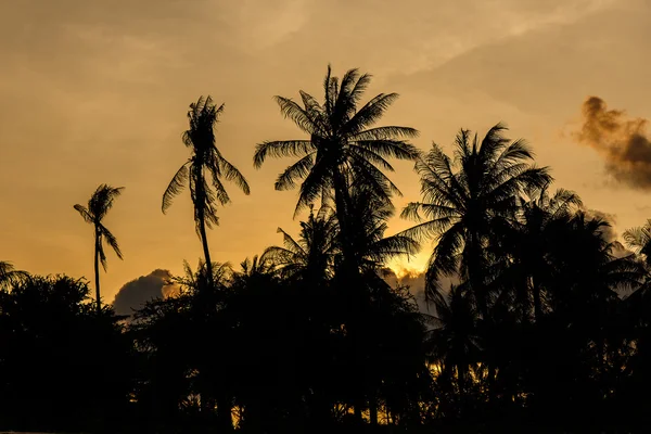 Nucă de cocos cu soarele de seară — Fotografie, imagine de stoc