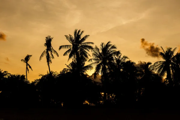 Nucă de cocos cu soarele de seară — Fotografie, imagine de stoc