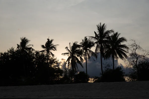 Kokosnuss mit der Abendsonne — Stockfoto