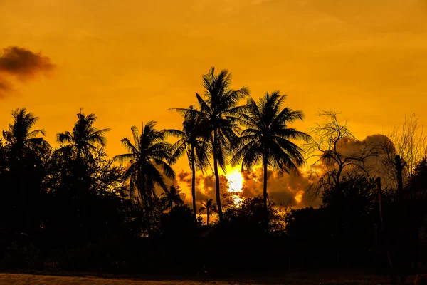 Coco com o Sol da Noite — Fotografia de Stock