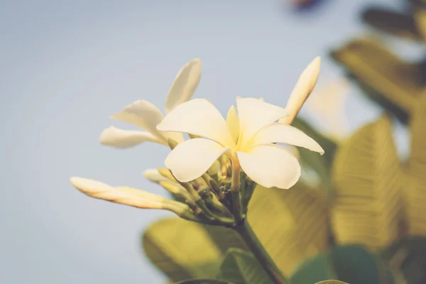 Λευκά λουλούδια Frangipani (Πλουμέρια). — Φωτογραφία Αρχείου