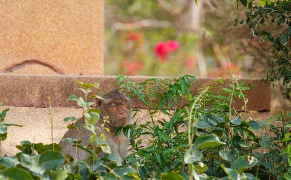 Çalıların arkasına oturdu maymun — Stok fotoğraf