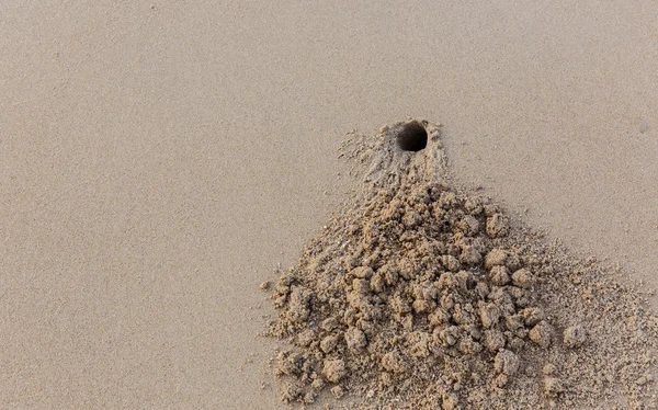 Hole crab on the sand — Stock Photo, Image