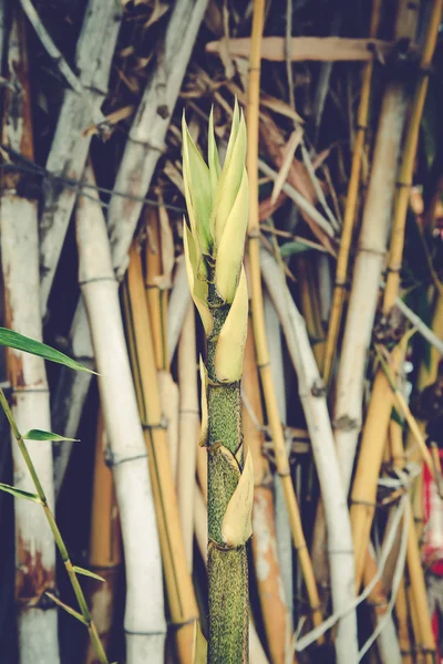 Yeşil Bambu orman Tayland — Stok fotoğraf