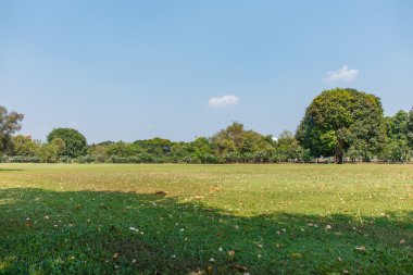 Mavi gökyüzü ile çim