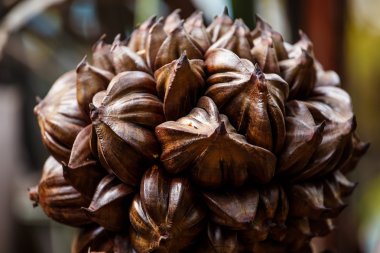 Nypa fruticans Wurmb.