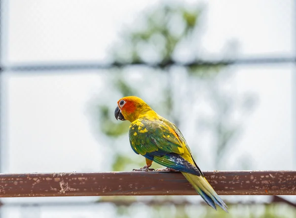 Papegaai close-up — Stockfoto