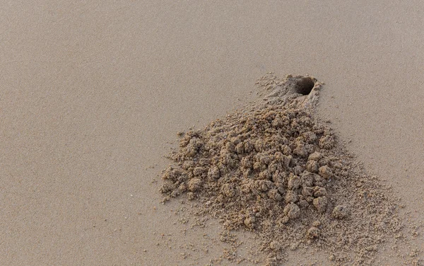 Hole crab on the sand — Stock Photo, Image