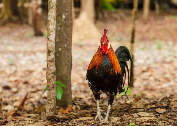 Galo selvagem no parque — Fotografia de Stock