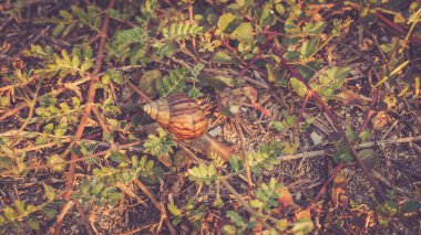salyangoz Wood Forest