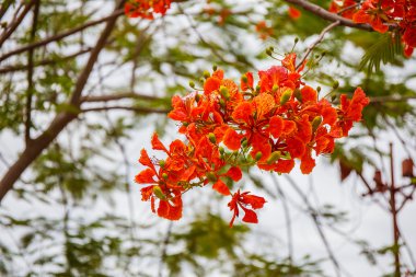 Turuncu tavuskuşu çiçekler