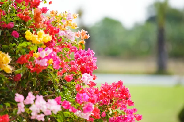 Bougainvillea kolorowy kwiat — Zdjęcie stockowe