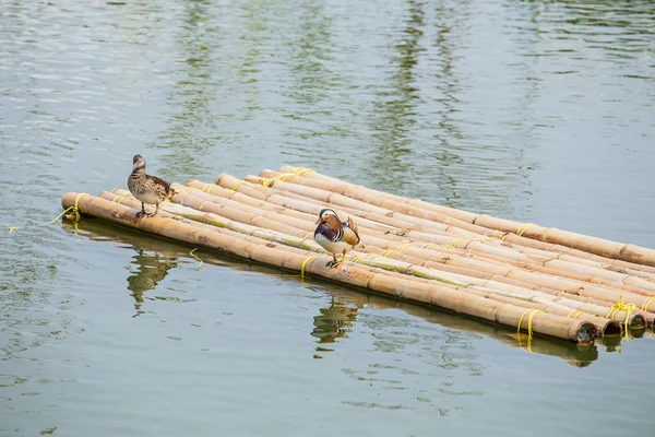 Watervogels in vijver — Stockfoto