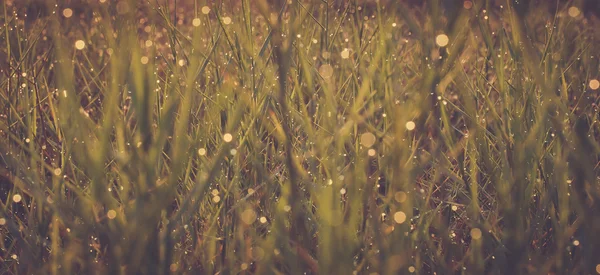 Wassertropfen auf grünem Rasen — Stockfoto