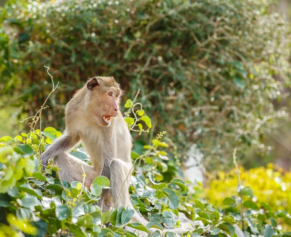 Monkey on tree — Stock Photo, Image