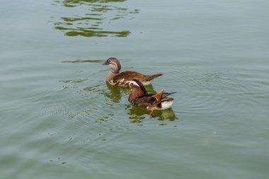 havuzda su kuşları