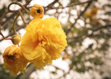 Cochlospermum regium çiçek yakın çekim