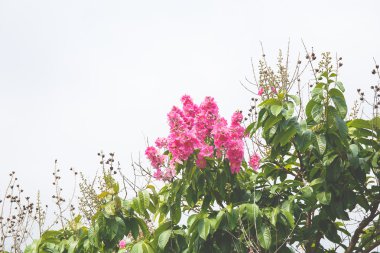 Inthanin çiçek ağaç üzerinde