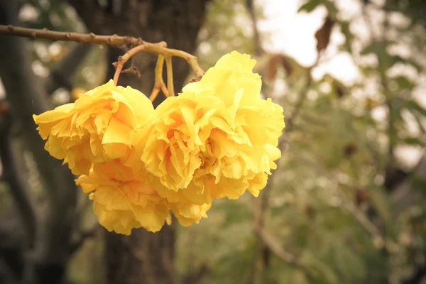 椰子花关闭 — 图库照片