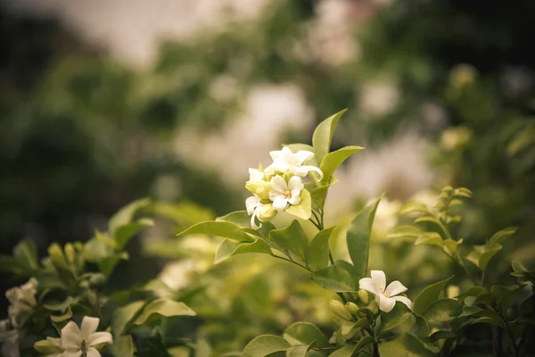 Pomarańczowy Jasmine w ogrodzie — Zdjęcie stockowe