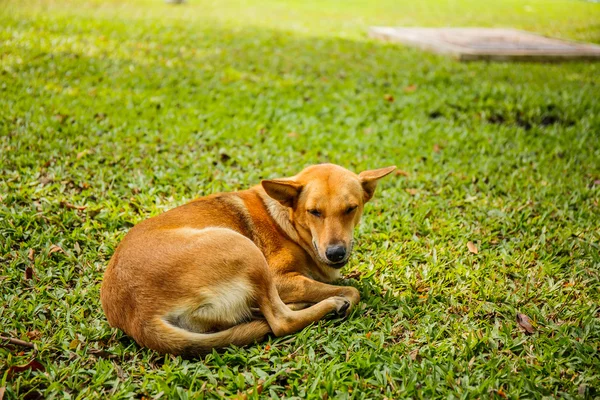 Dog sleep in grass yard — Stock Photo, Image