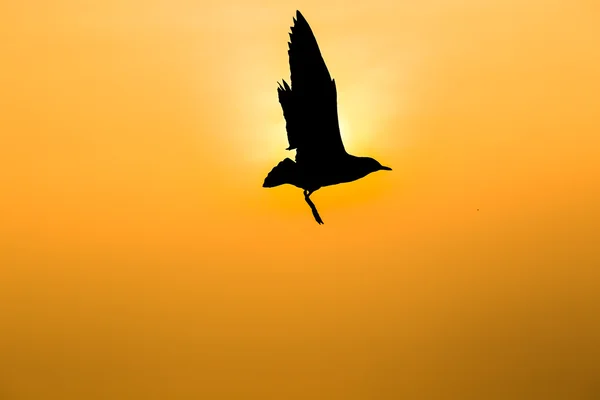 Gaivotas no Bang Poo Tailândia . — Fotografia de Stock