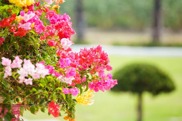 Färgstarka bougainvillea blomma — Stockfoto