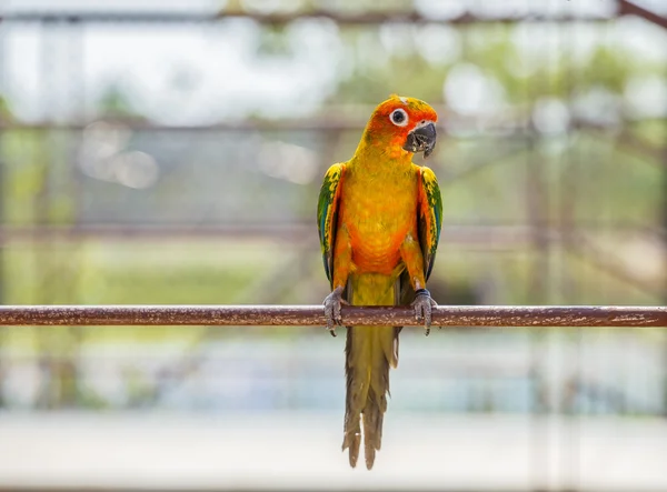 Papoušek portrét zblízka — Stock fotografie