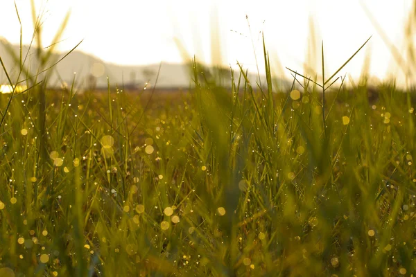 Wassertropfen auf grünem Rasen — Stockfoto