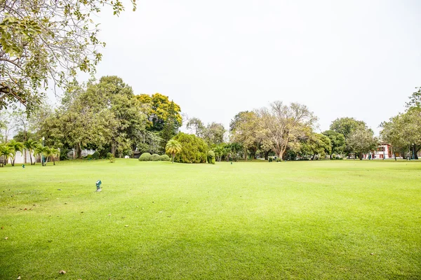 Grasveld in het park — Stockfoto