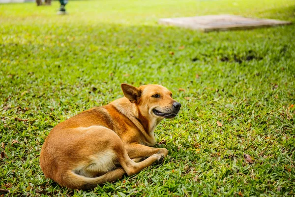 Hunden sover i gräs gård — Stockfoto