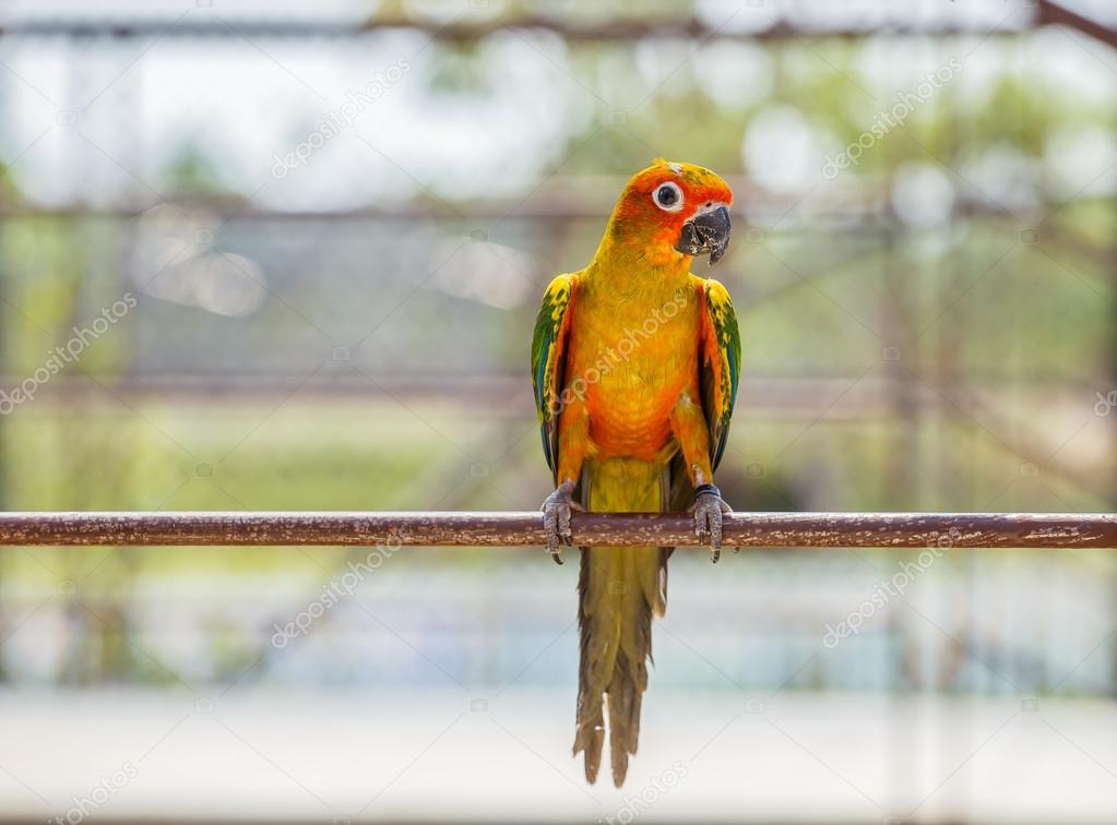 parrot portrait close up