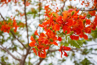 Turuncu tavuskuşu çiçekler