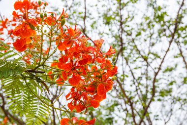 Turuncu tavuskuşu çiçekler
