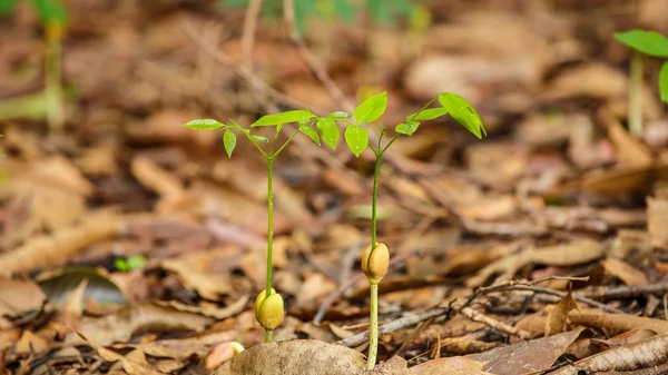 Las semillas germinan en la naturaleza —  Fotos de Stock