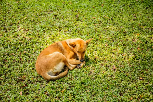 Kutya alszik, füves udvaron — Stock Fotó