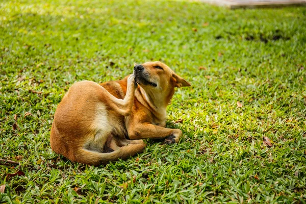 Pes spát v trávě dvoře — Stock fotografie