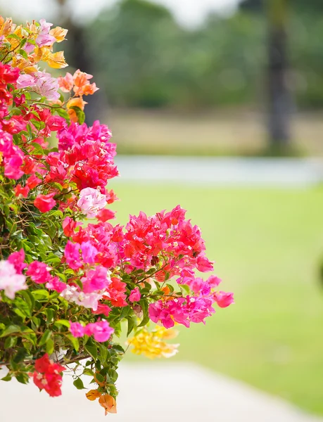 Flor Bougainvillea colorida — Fotografia de Stock
