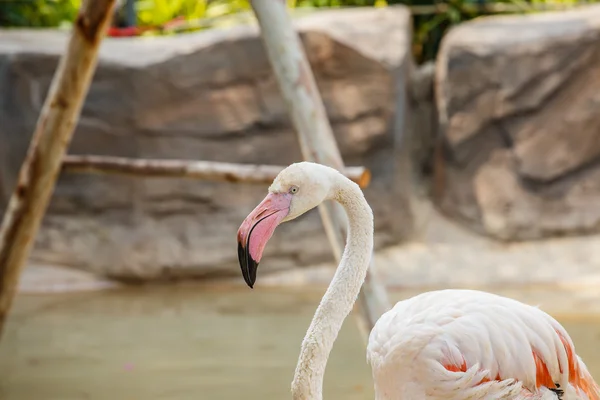 Famingos perto no zoológico — Fotografia de Stock