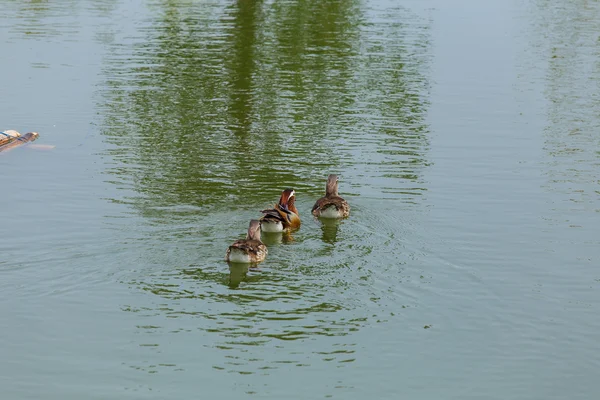 Watervogels in vijver in de tuin — Stockfoto