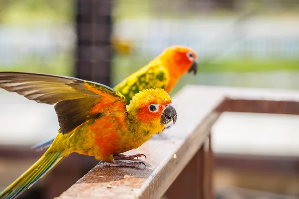 Close-up van twee papegaaien portret — Stockfoto