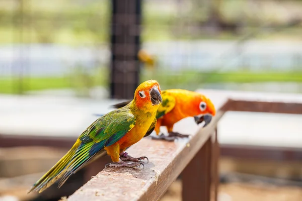 Gamgaroo vicino allo zoo — Foto Stock