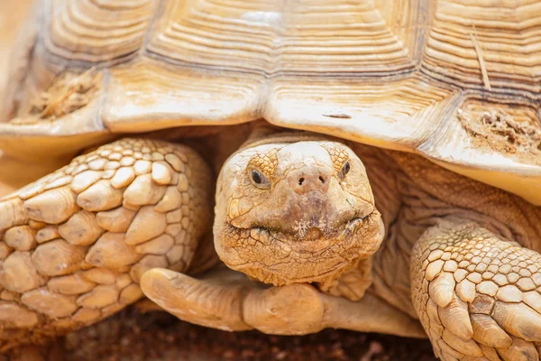 Gamgaroo de cerca en el zoológico — Foto de Stock