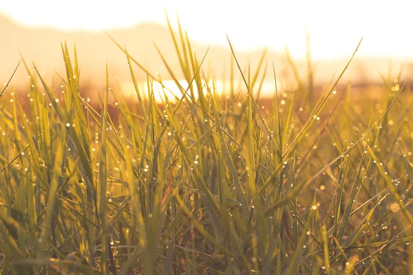 Wassertropfen auf grünem Rasen — Stockfoto