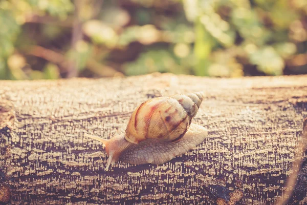 Snail on wood in forest — Stock Photo, Image