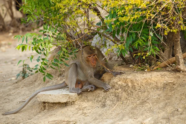 Μαϊμού που καθόταν πίσω από θάμνους — Φωτογραφία Αρχείου