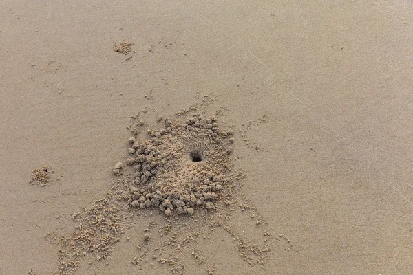 Hole crab on the sand — Stock Photo, Image