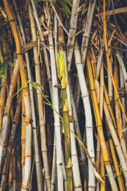 Yeşil Bambu orman Tayland