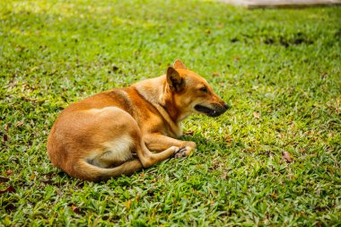 köpek çim bahçesinde uyku